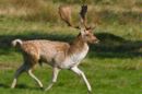 Buck on the move